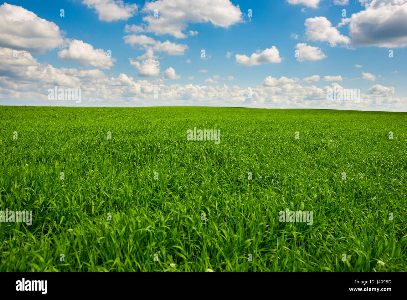 Green grass and blue sky with white clouds,background Stock Photo - Alamy