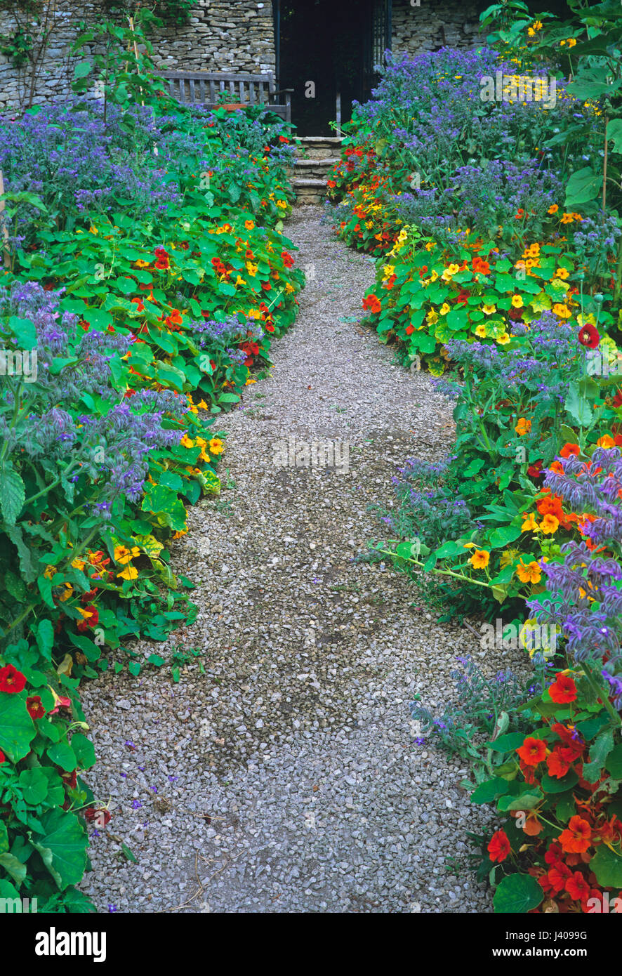 Colourful planting of Borage and Nasturtium in a kitchen garden Stock Photo