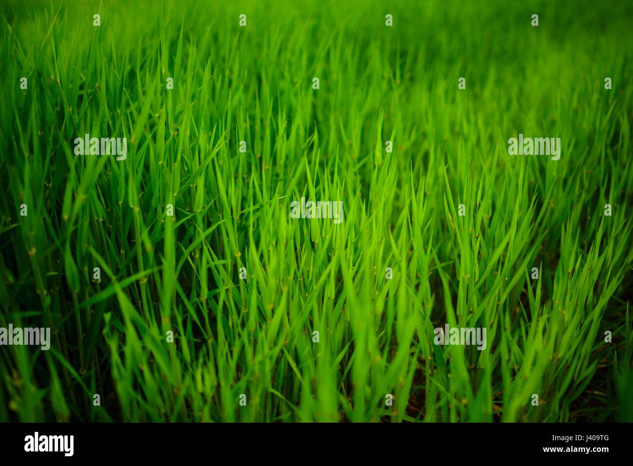 Close up of fresh thick grass with water drops Stock Photo - Alamy
