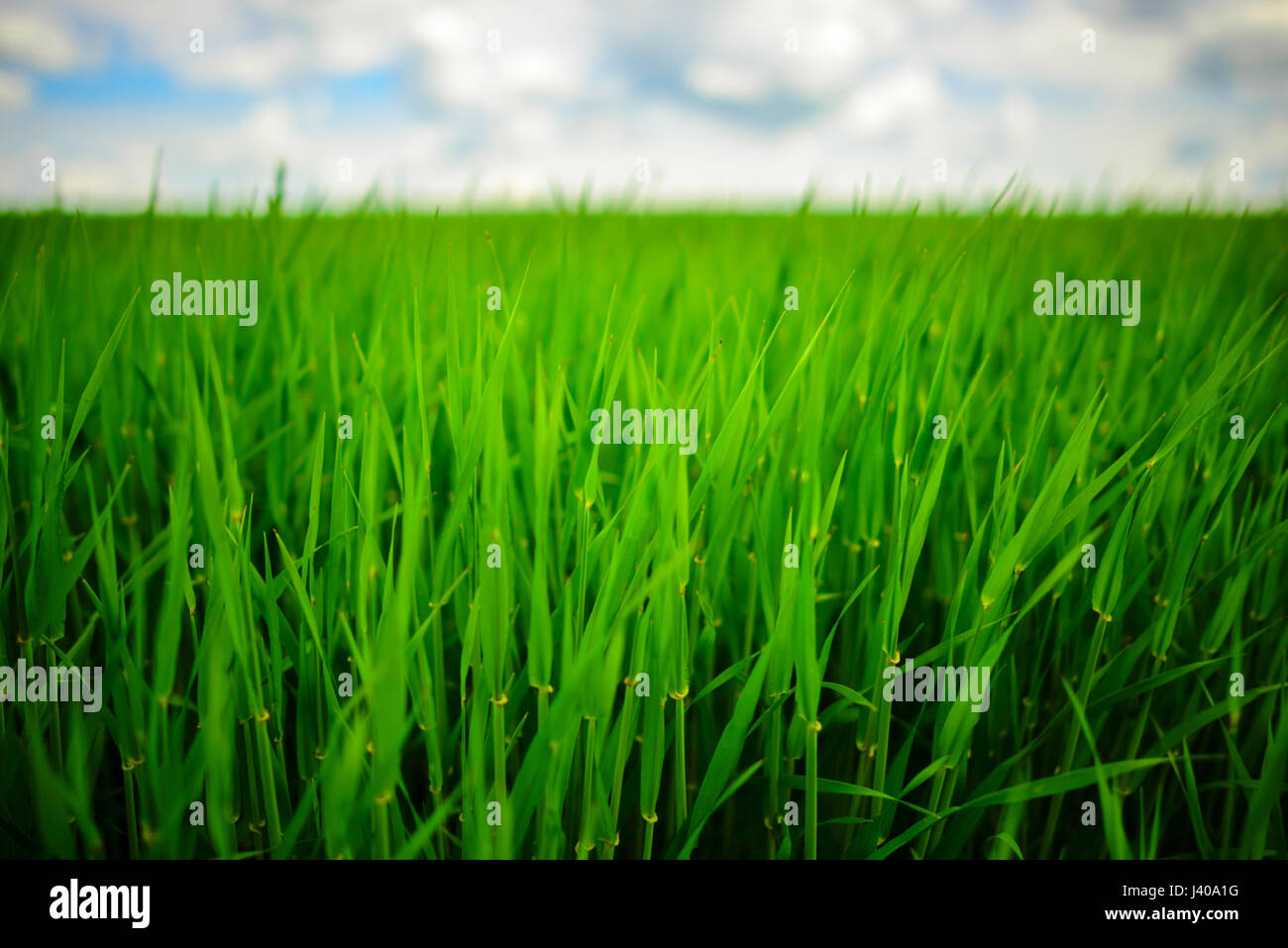 Close up of fresh thick grass with water drops Stock Photo - Alamy