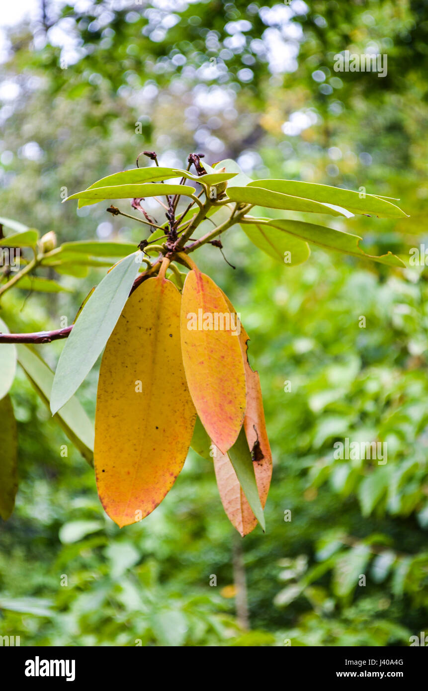 Big leaf rhododendron hires stock photography and images Alamy