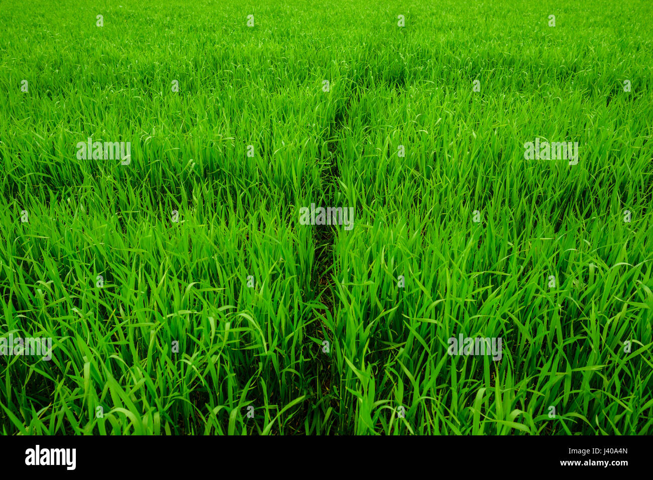 Close up of fresh thick grass with water drops Stock Photo - Alamy