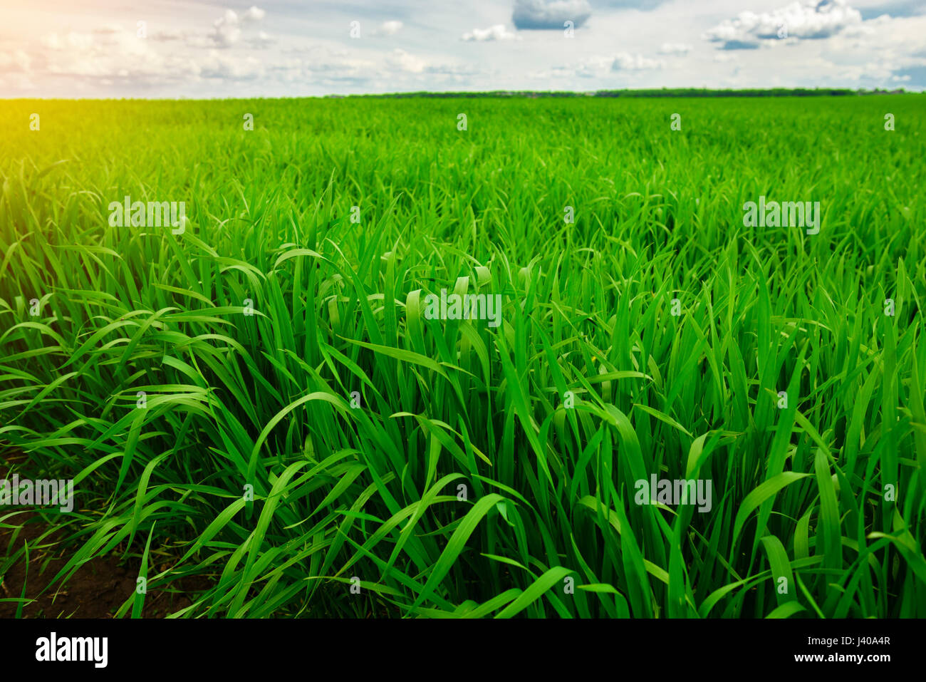 Close up of fresh thick grass with water drops Stock Photo - Alamy