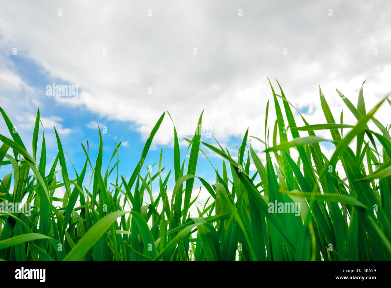 Close up of fresh thick grass with water drops Stock Photo - Alamy