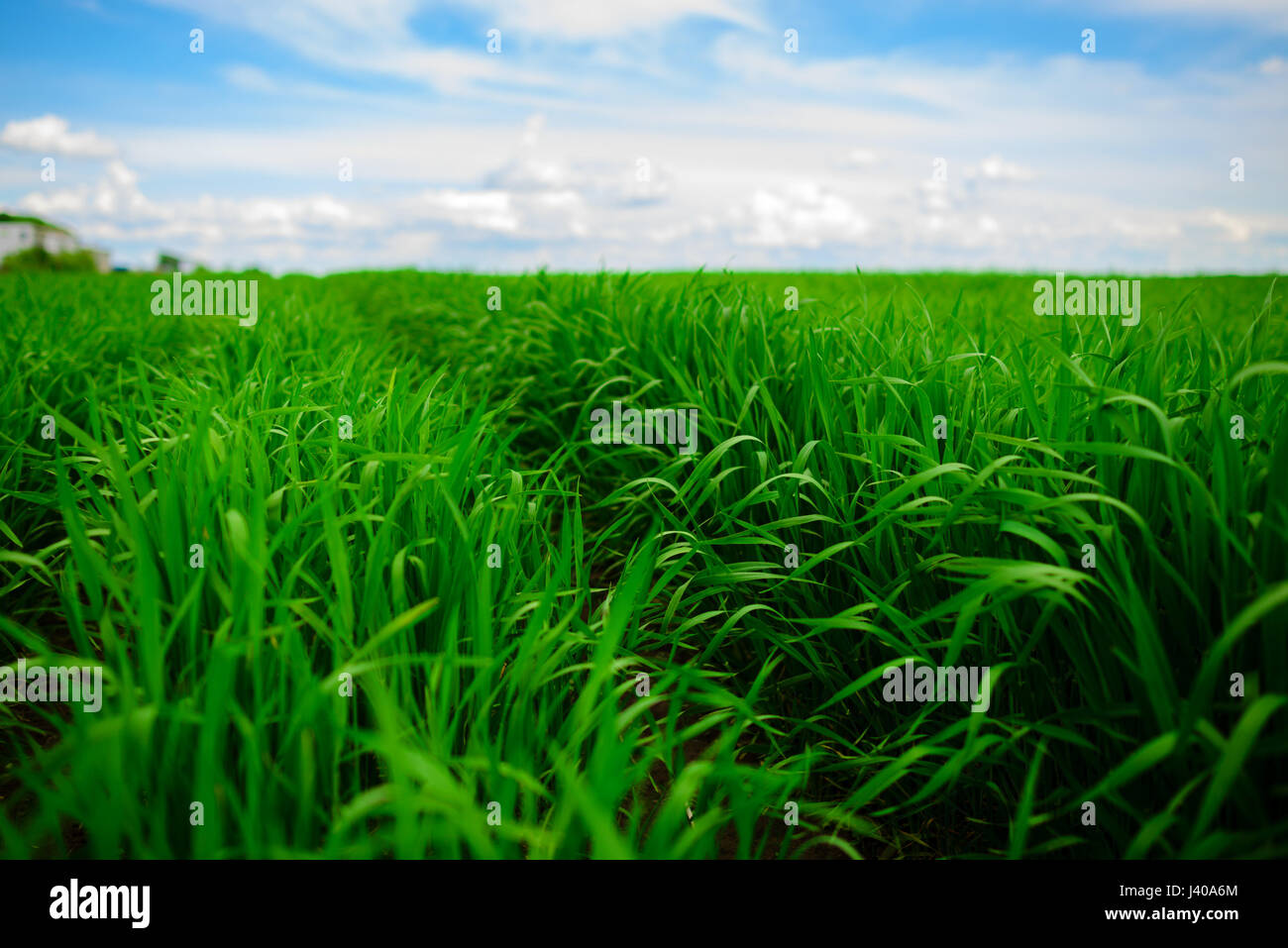 Close up of fresh thick grass with water drops Stock Photo - Alamy