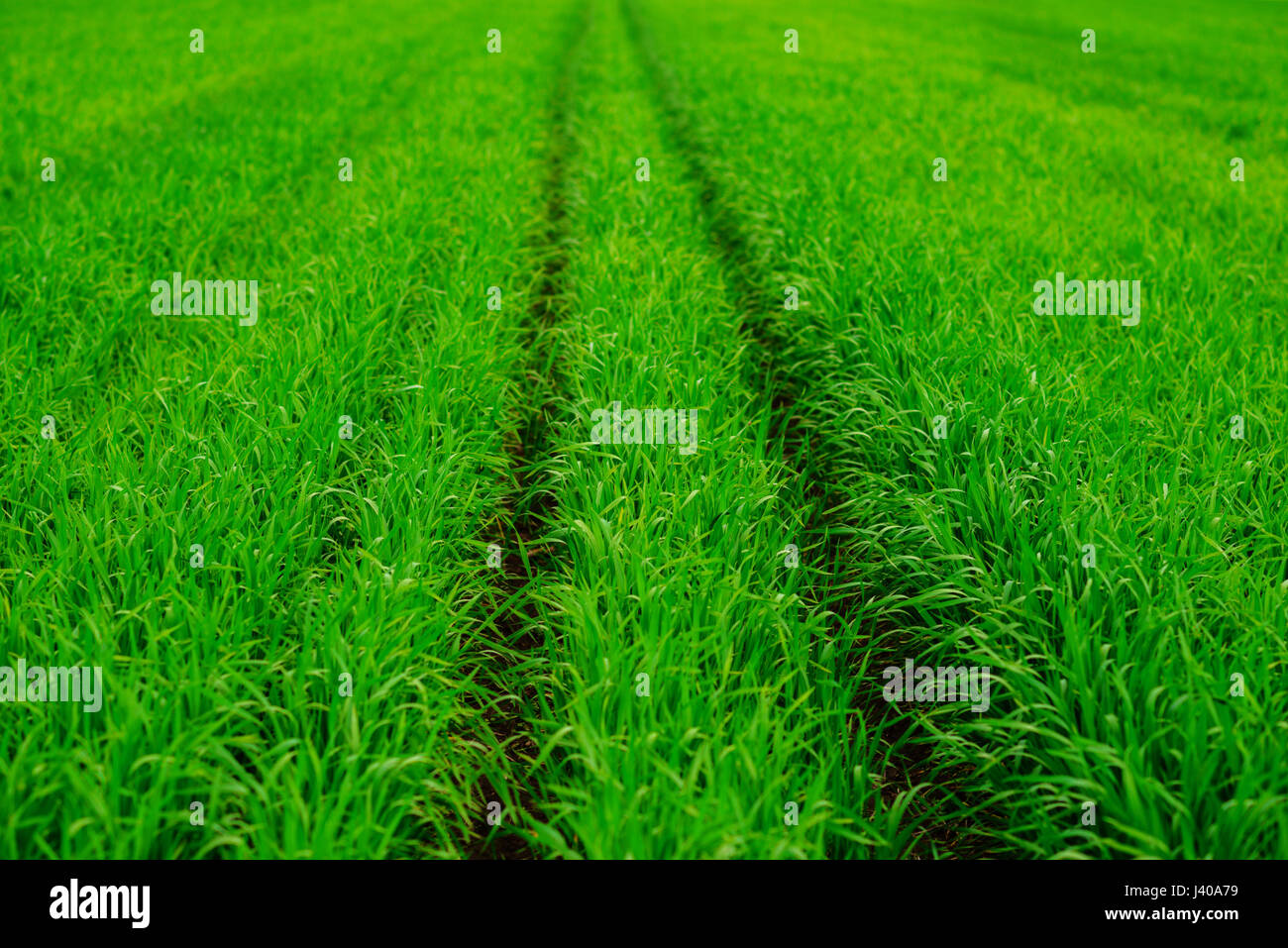 Close up of fresh thick grass with water drops Stock Photo - Alamy