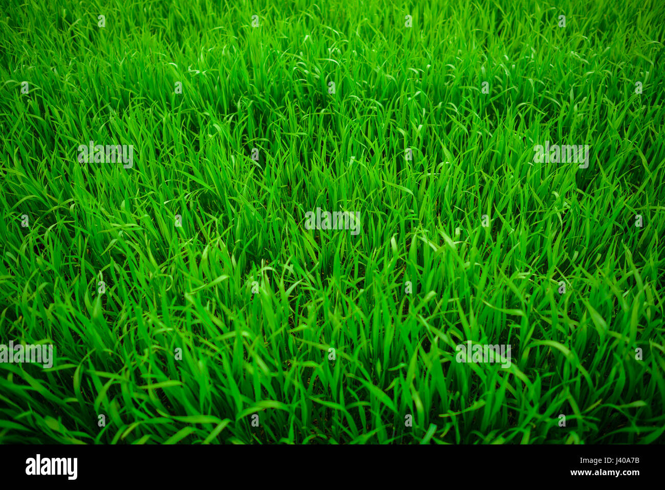 Close up of fresh thick grass with water drops Stock Photo - Alamy