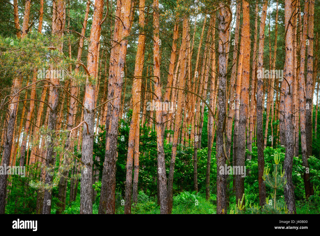pine forest under deep blue sky with clouds Stock Photo - Alamy