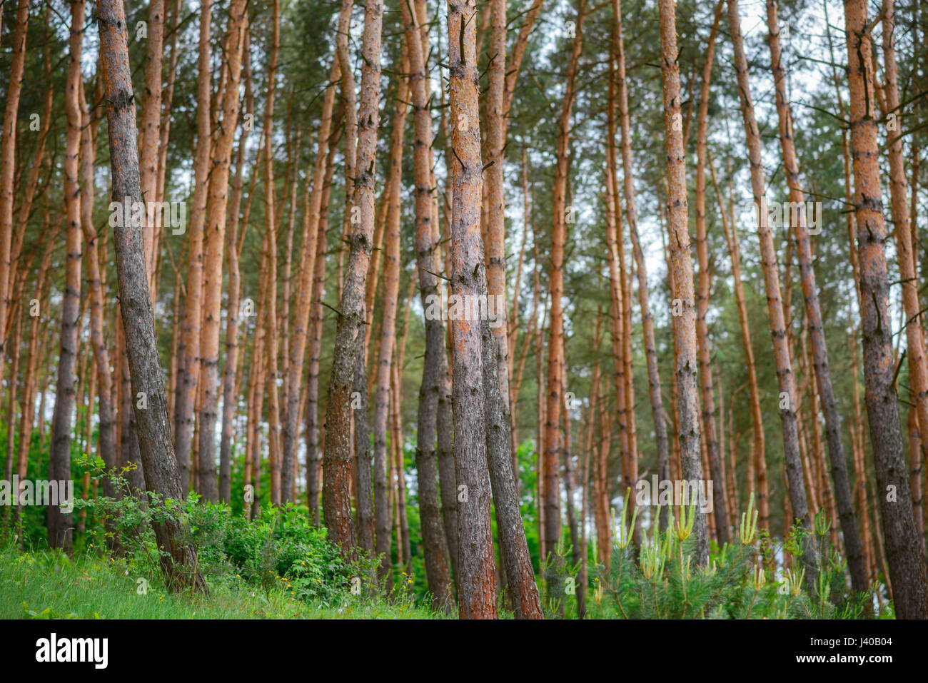 pine forest under deep blue sky with clouds Stock Photo - Alamy