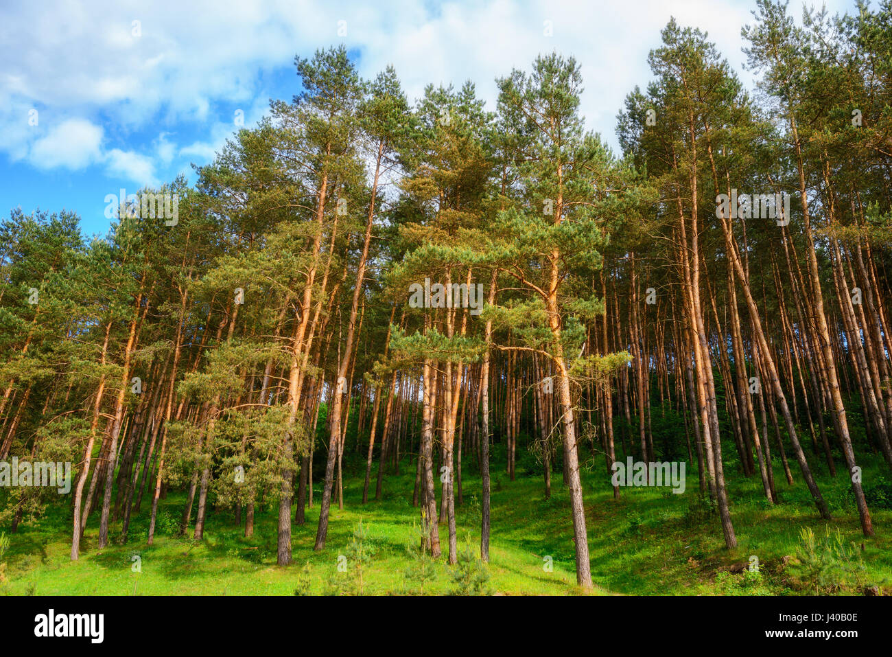 pine forest under deep blue sky with clouds Stock Photo - Alamy