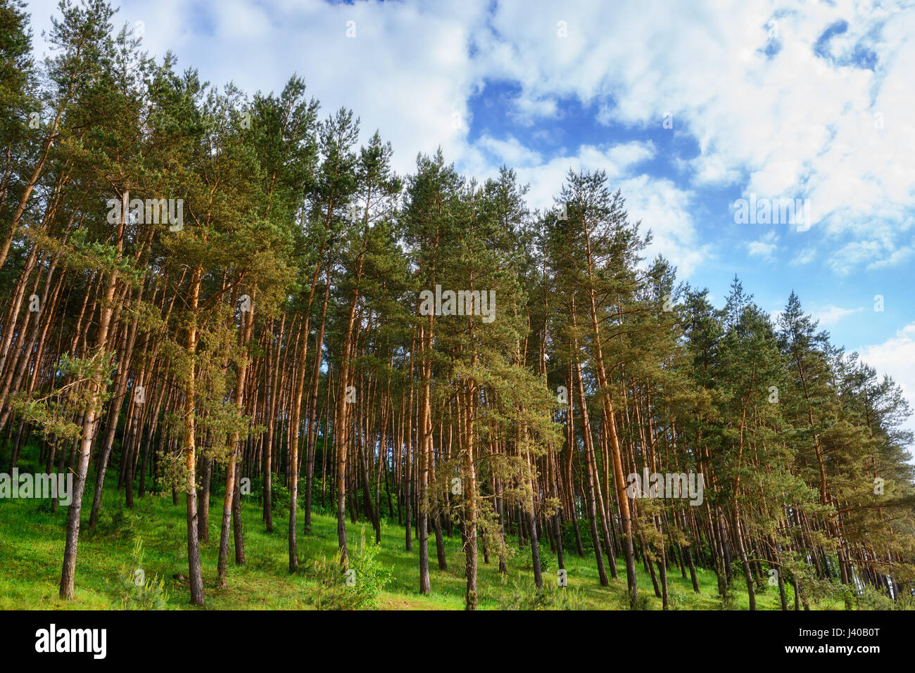 pine forest under deep blue sky with clouds Stock Photo - Alamy