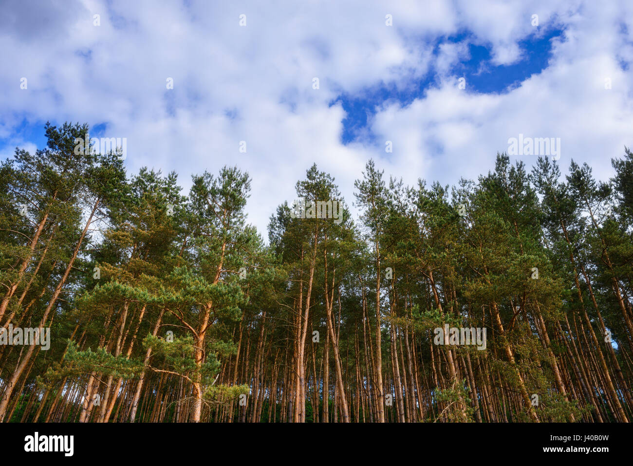 pine forest under deep blue sky with clouds Stock Photo - Alamy