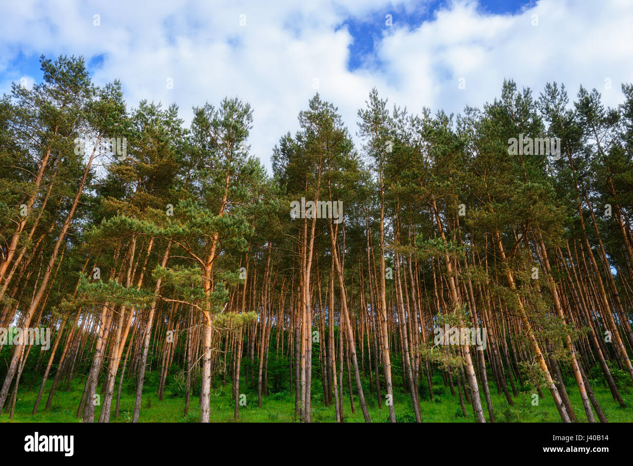 pine forest under deep blue sky with clouds Stock Photo - Alamy