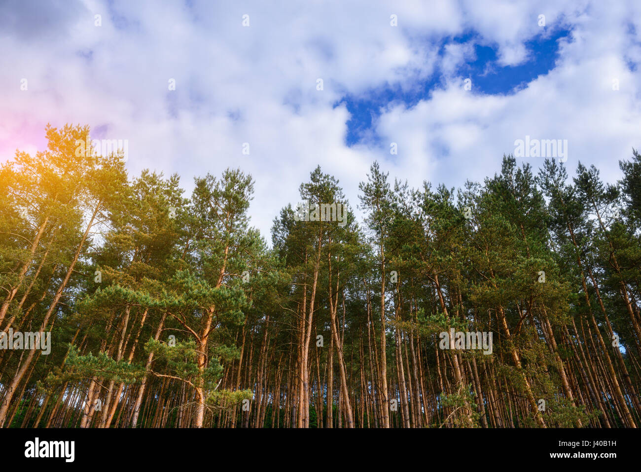 pine forest under deep blue sky with clouds Stock Photo - Alamy