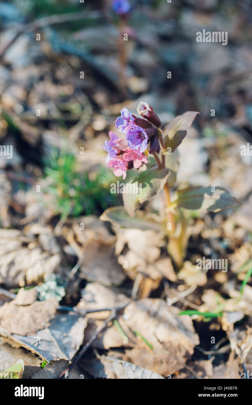 Pulmonaria or lungwort flowers by early springtime in sunlight Stock Photo