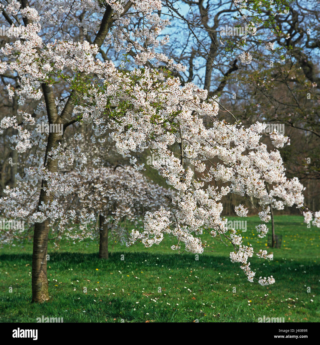 Prunus yedoensis hi-res stock photography and images - Alamy
