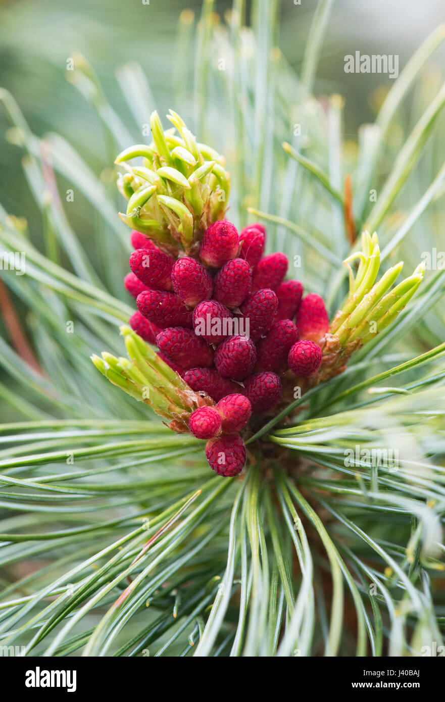 Pinus Pumila Draijers Dwarf. Draijers Dwarf Japanese Stone Pine flowering in april. UK Stock Photo