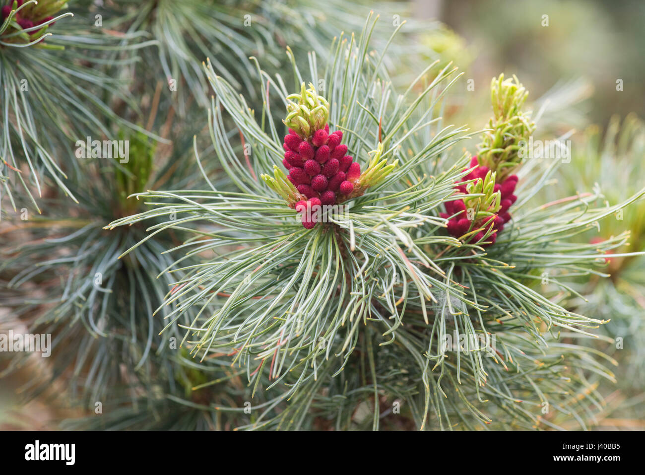 Pinus Pumila Draijers Dwarf. Draijers Dwarf Japanese Stone Pine flowering in april. UK Stock Photo