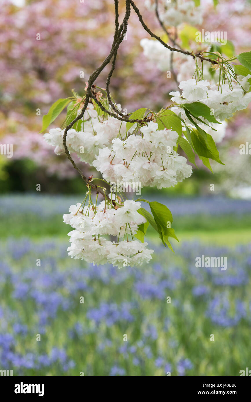 Prunus shogetsu. Japanese flowering cherry blossom at RHS Wisley