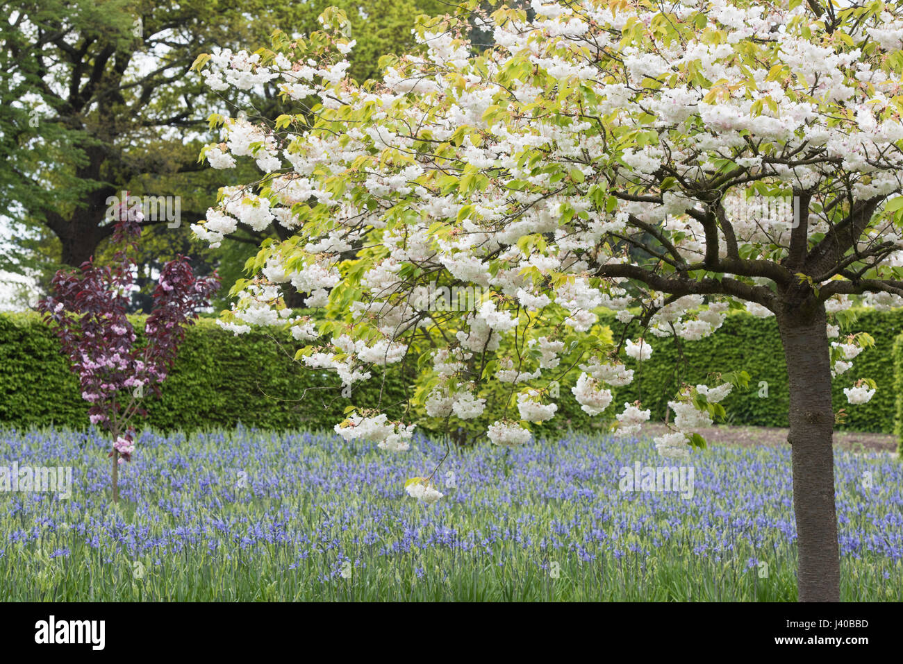 Prunus shogetsu. Japanese flowering cherry blossom at RHS Wisley