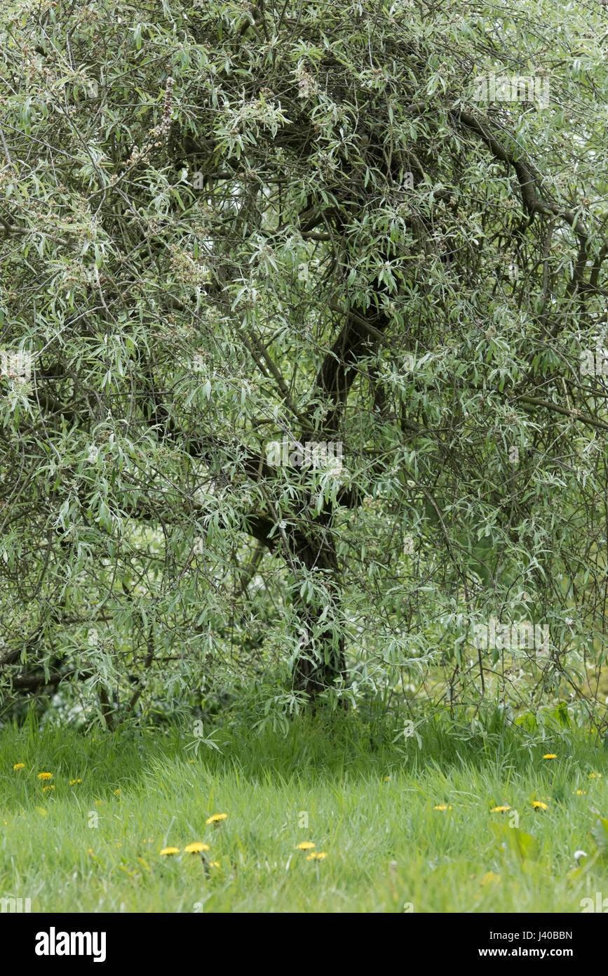 Pyrus salicifolia 'Pendula' . Pendulous willow leaved pear tree leaves in spring Stock Photo