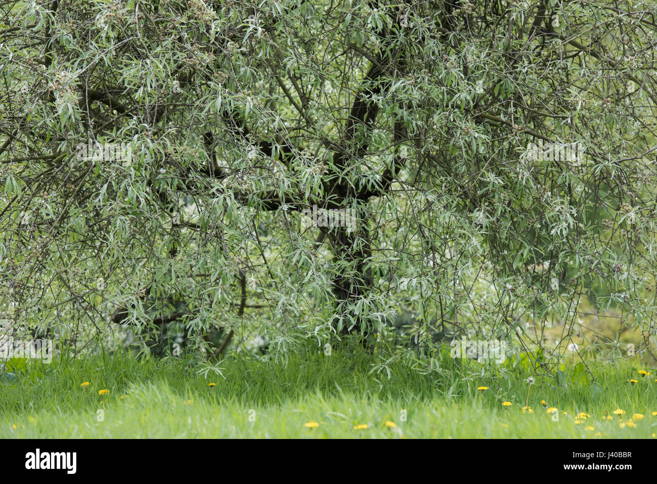 Pyrus salicifolia 'Pendula' . Pendulous willow leaved pear tree leaves in spring Stock Photo
