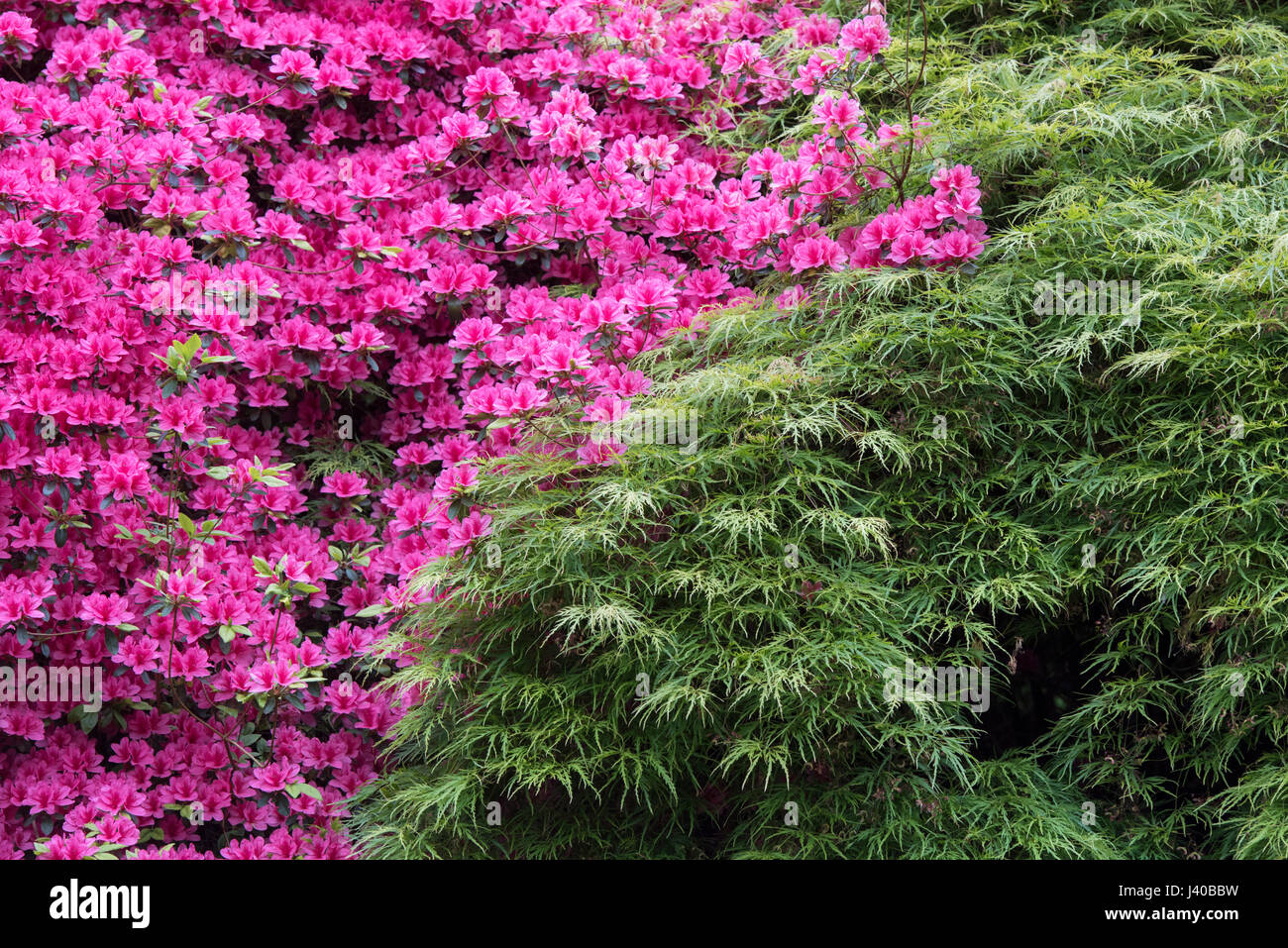 Pink Rhododendron flowers and Green Acer leaves in spring. UK Stock Photo
