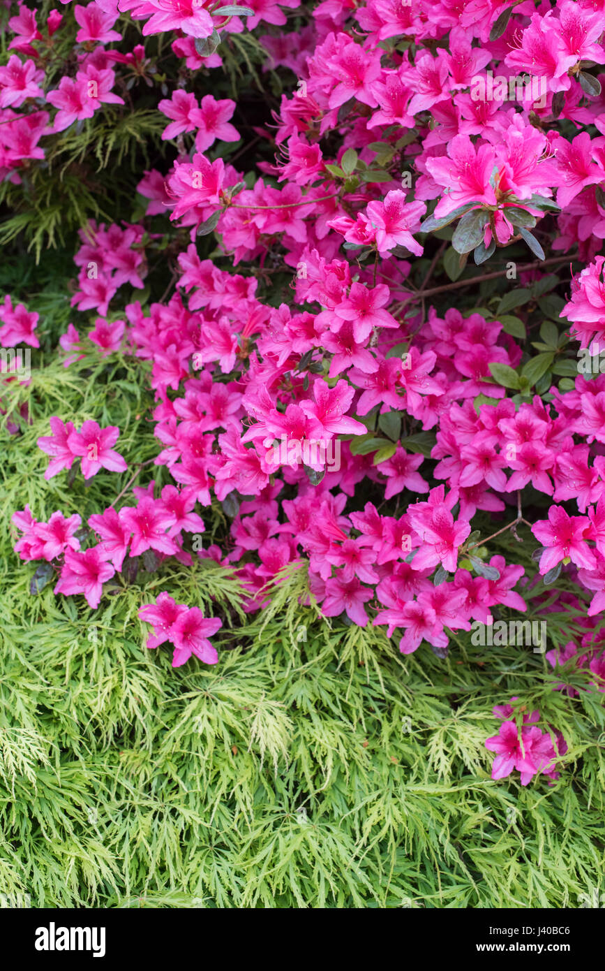 Pink Rhododendron flowers and Green Acer leaves in spring. UK Stock Photo