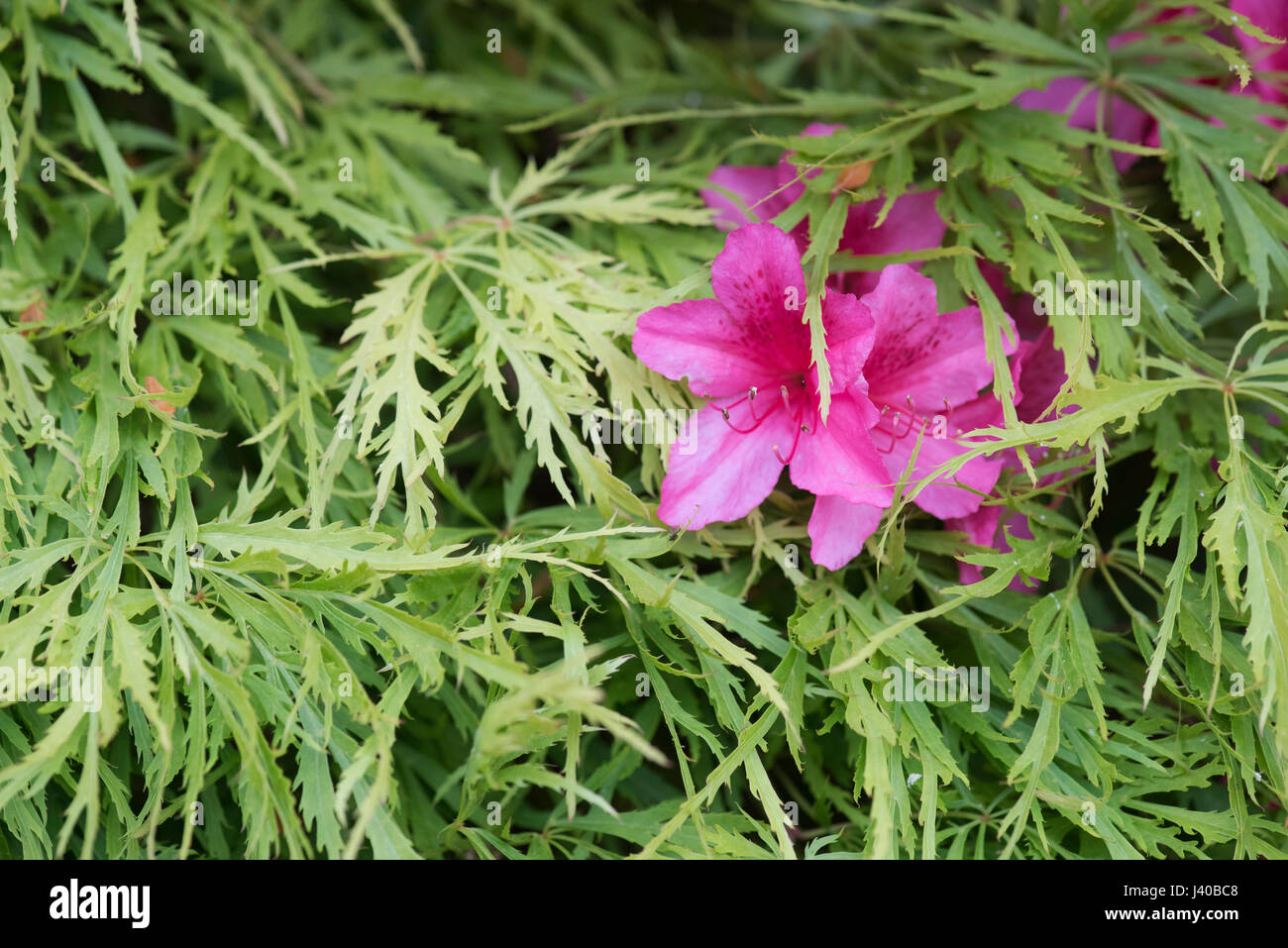 Pink Rhododendron flowers and Green Acer leaves in spring. UK Stock Photo