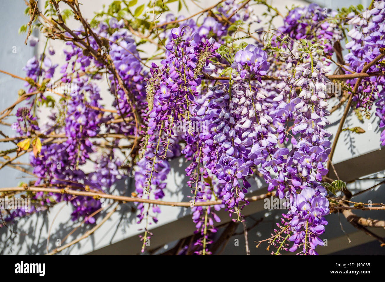 Macro closeup of hanging lilac purple wisteria flowers Stock Photo Alamy