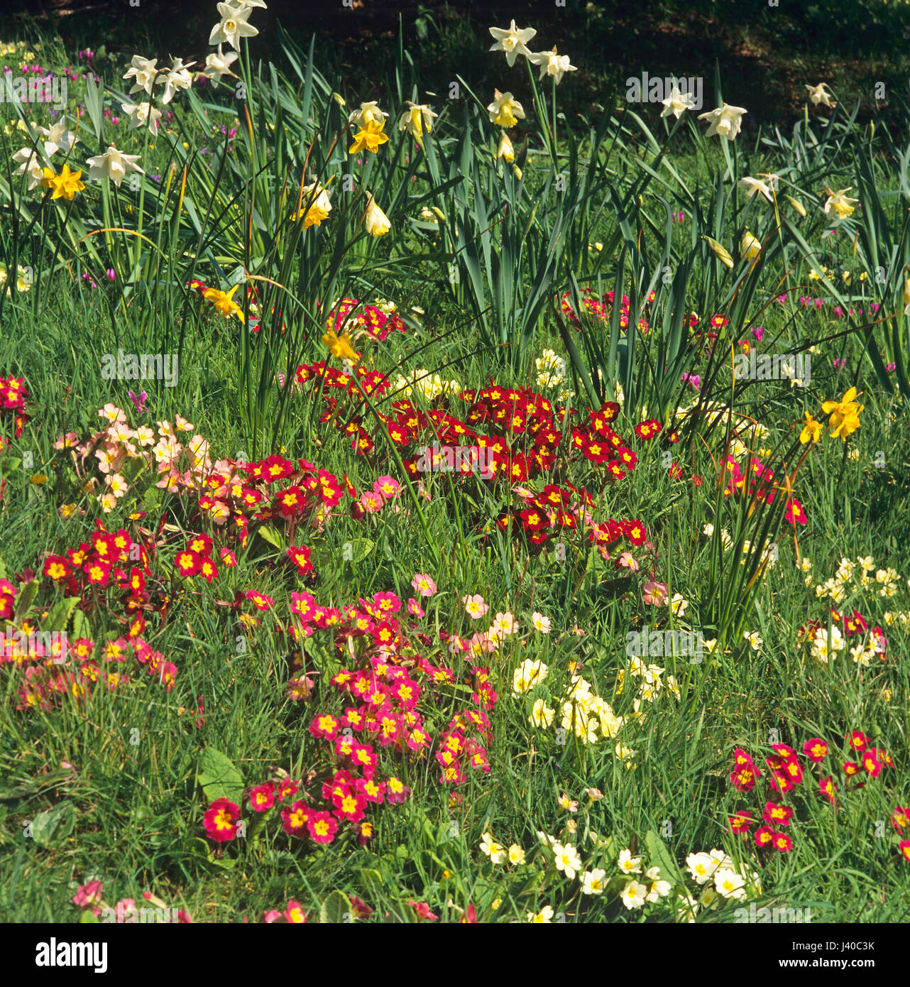 Natural planting of Primroses in a country garden Stock Photo