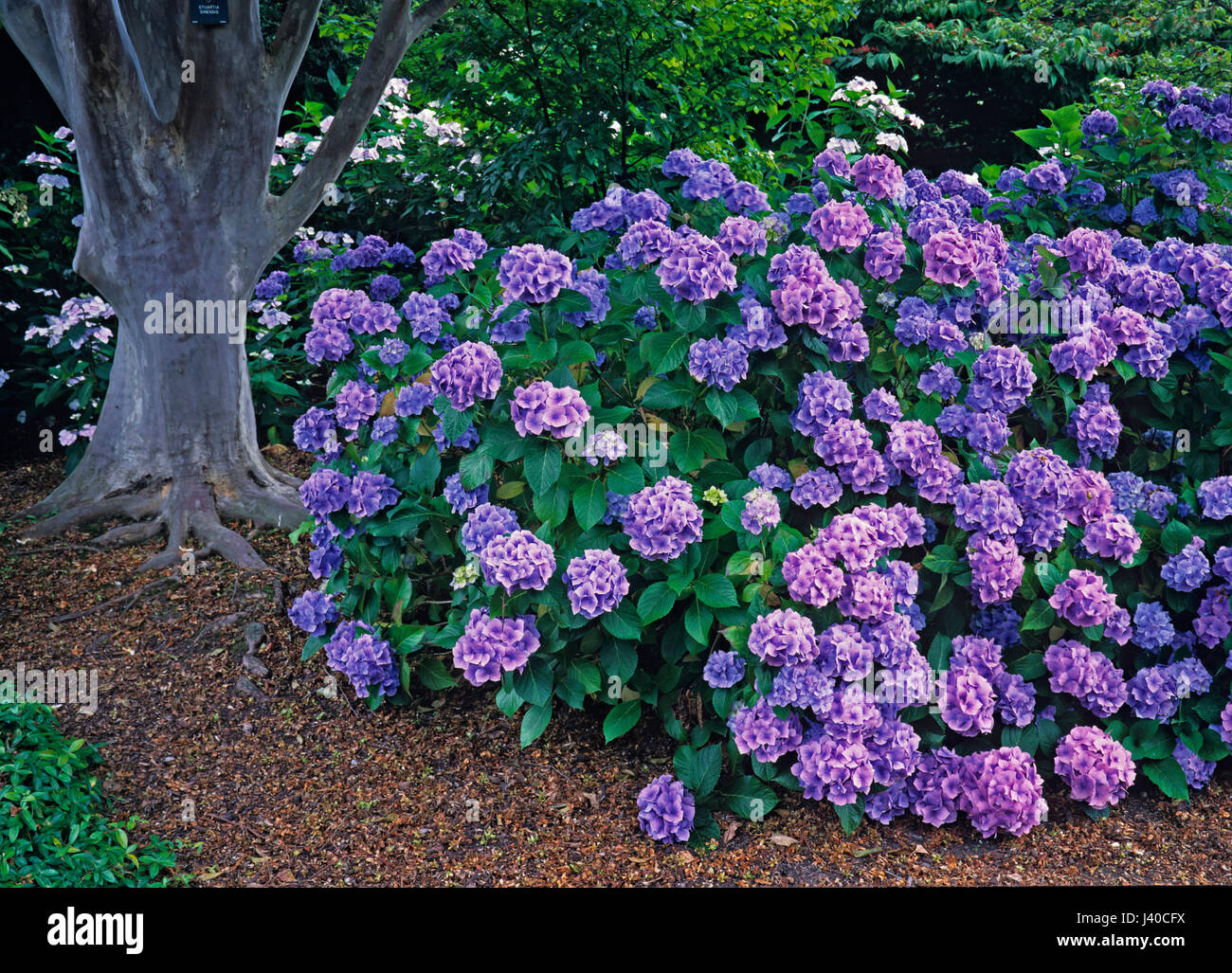 The garden in summer with display of colourful Hydrangeas Stock Photo