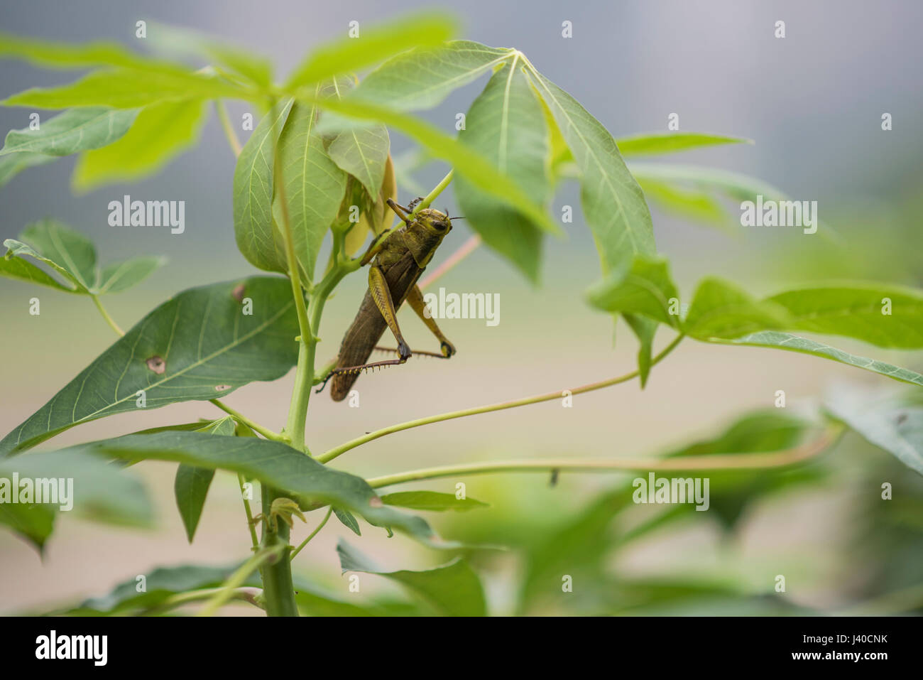 Large short-horned Grasshopper, Harau Valley, Sumatra, Indonesia. Stock Photo