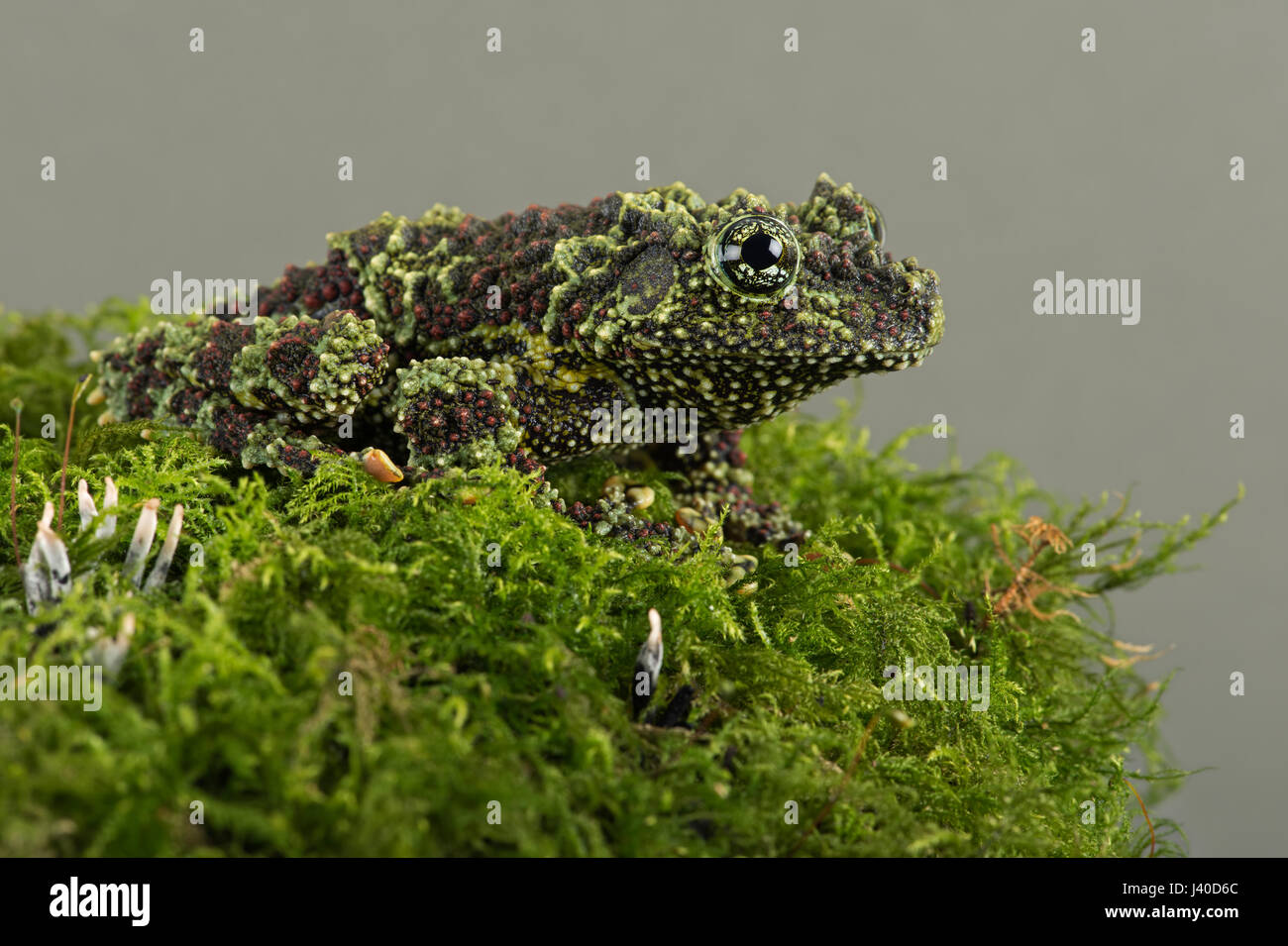 Vietnamese Mossy Frog (Theloderma corticale) Stock Photo