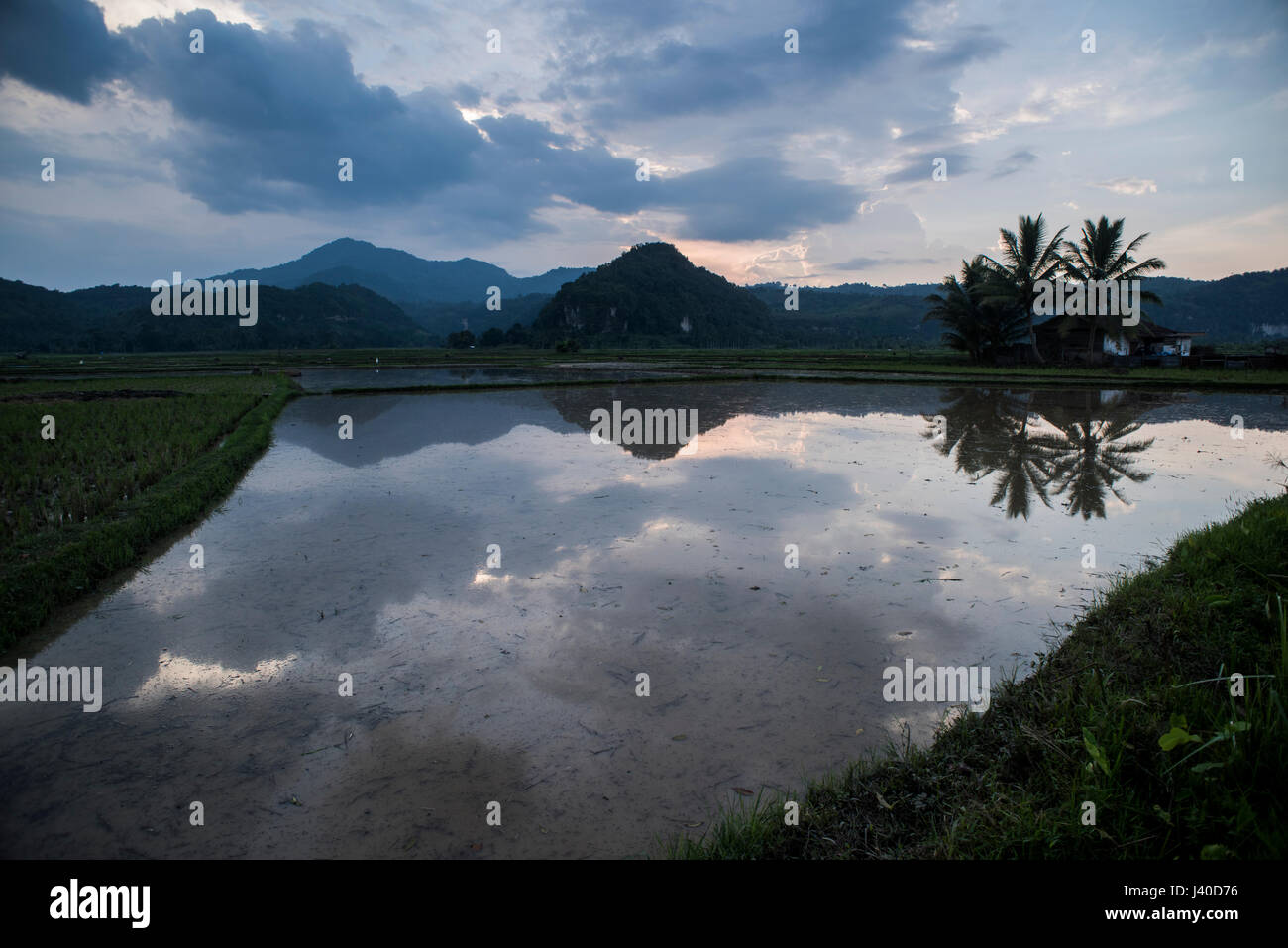 Rice field at sunset time at the Harau Valley, Sumatra, Indonesia Stock