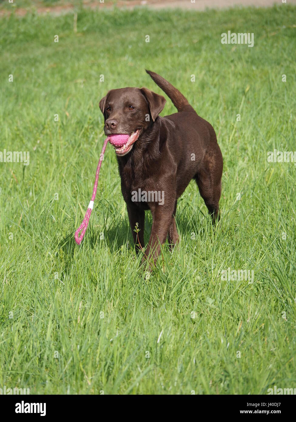labrador retriever dog playing with a ball Stock Photo Alamy