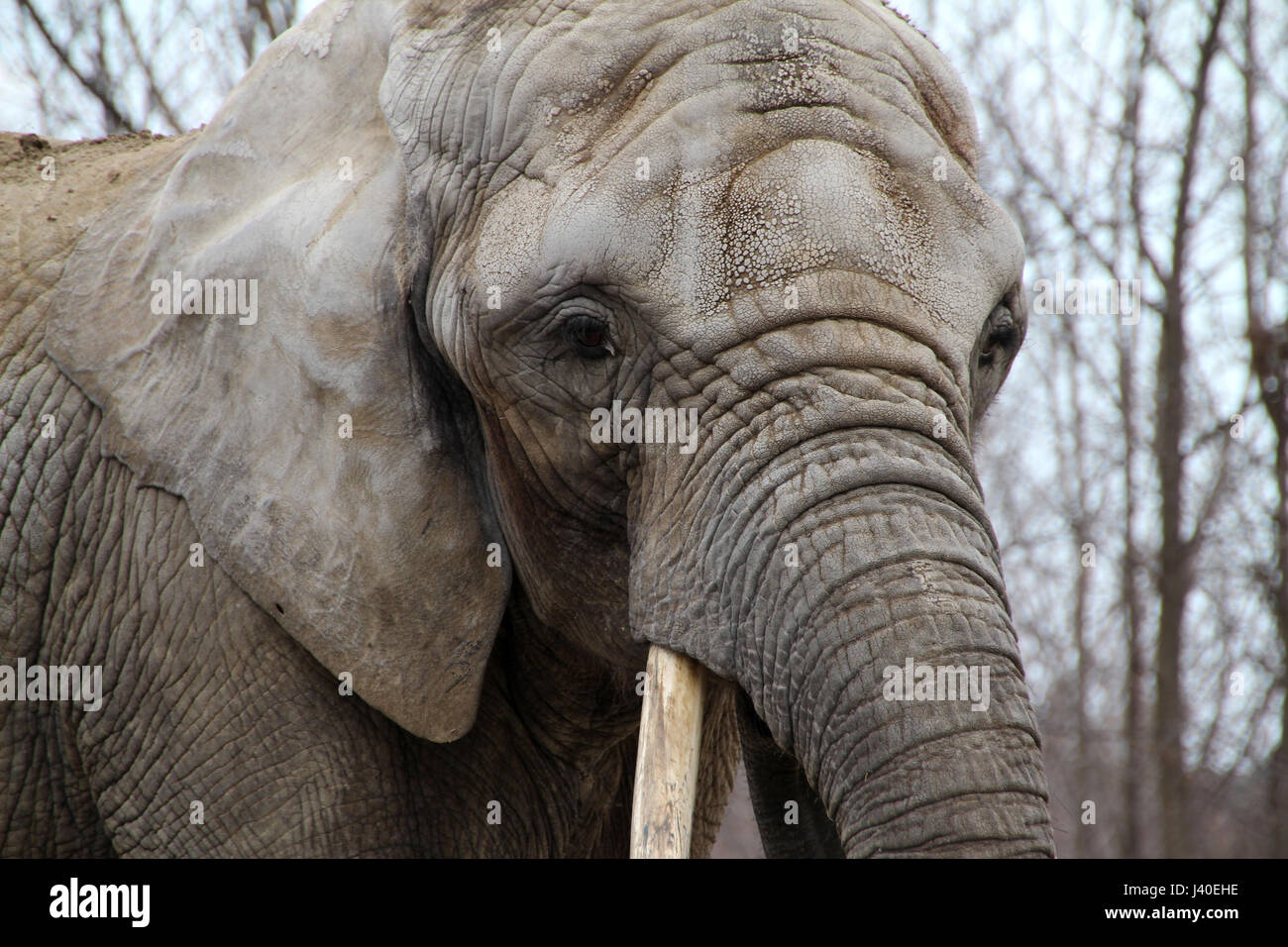 Portrait of an elephant in captivity at a zoo. Stock Photo