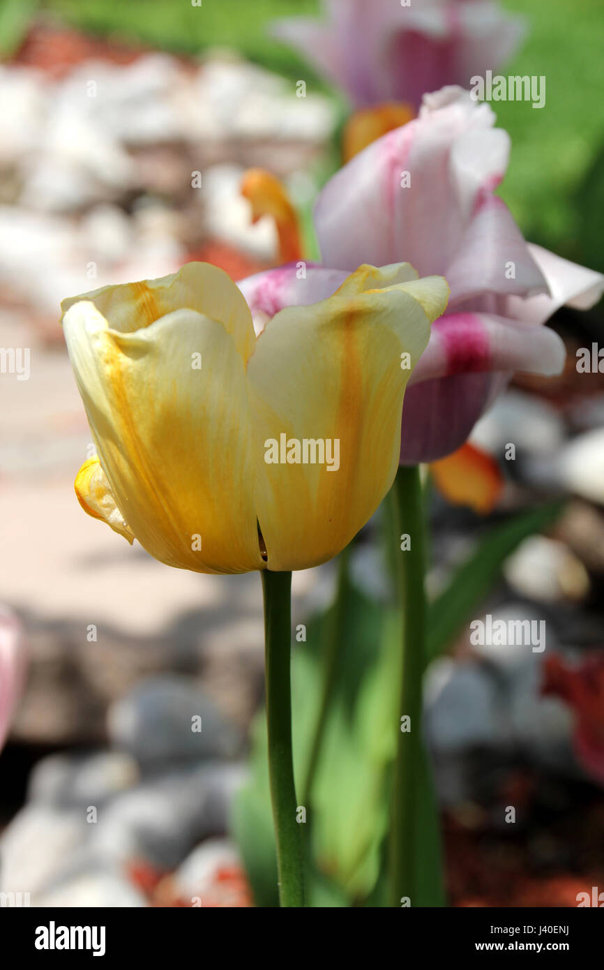 Yellow tulip with coloured tulips in garden behind Stock Photo - Alamy