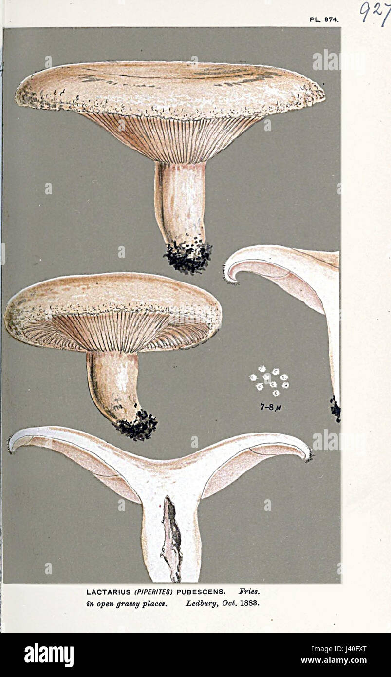 Lactarius pubescens Cooke Stock Photo - Alamy
