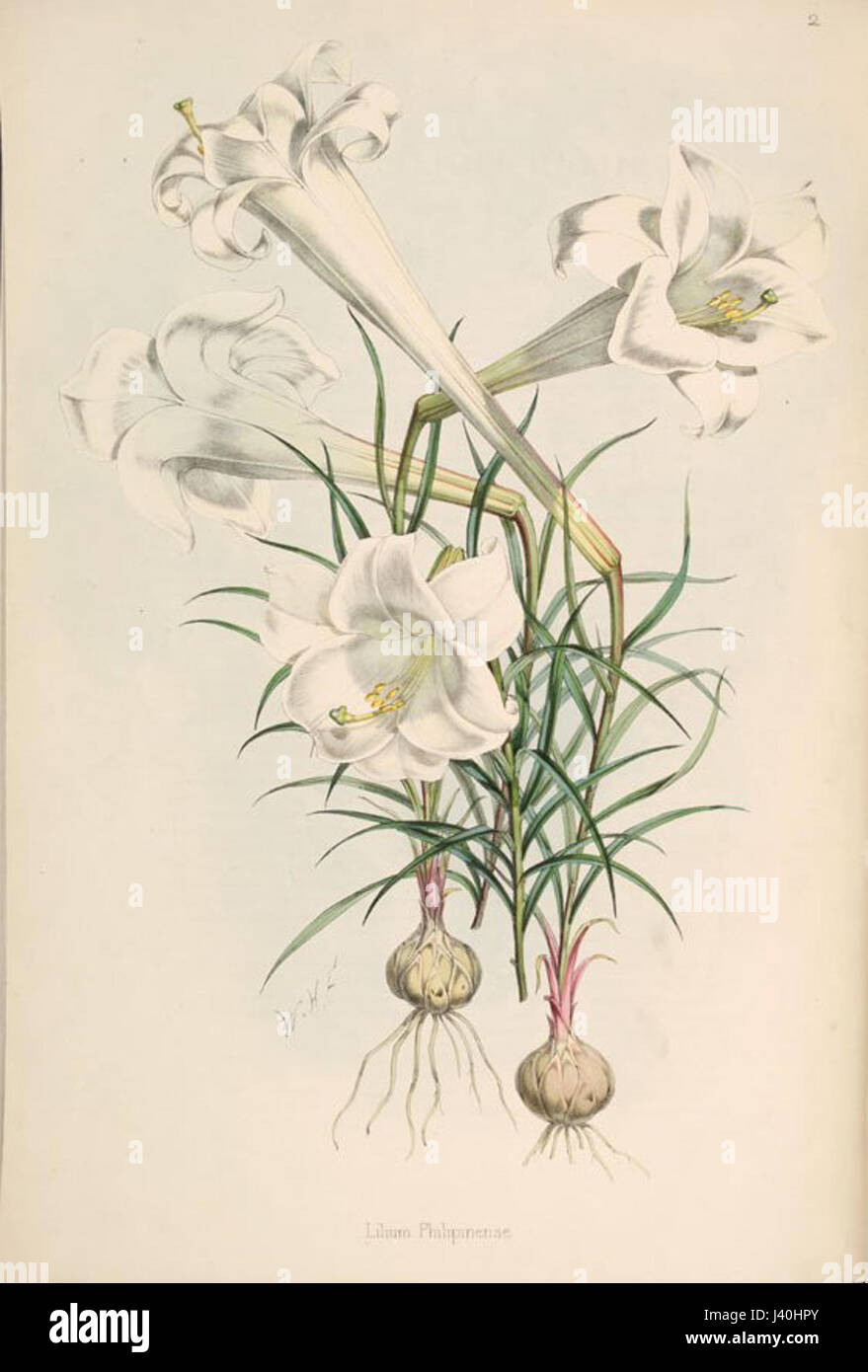 Lilium philippinense Stock Photo