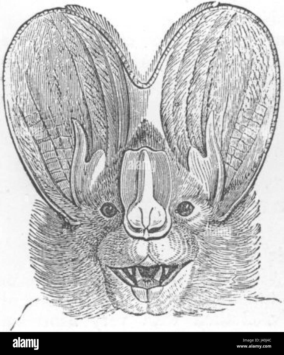 Megaderma lyra ras Stock Photo - Alamy