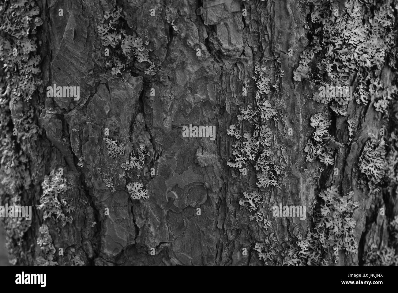Moss Black and White Stock Photos & Images - Alamy