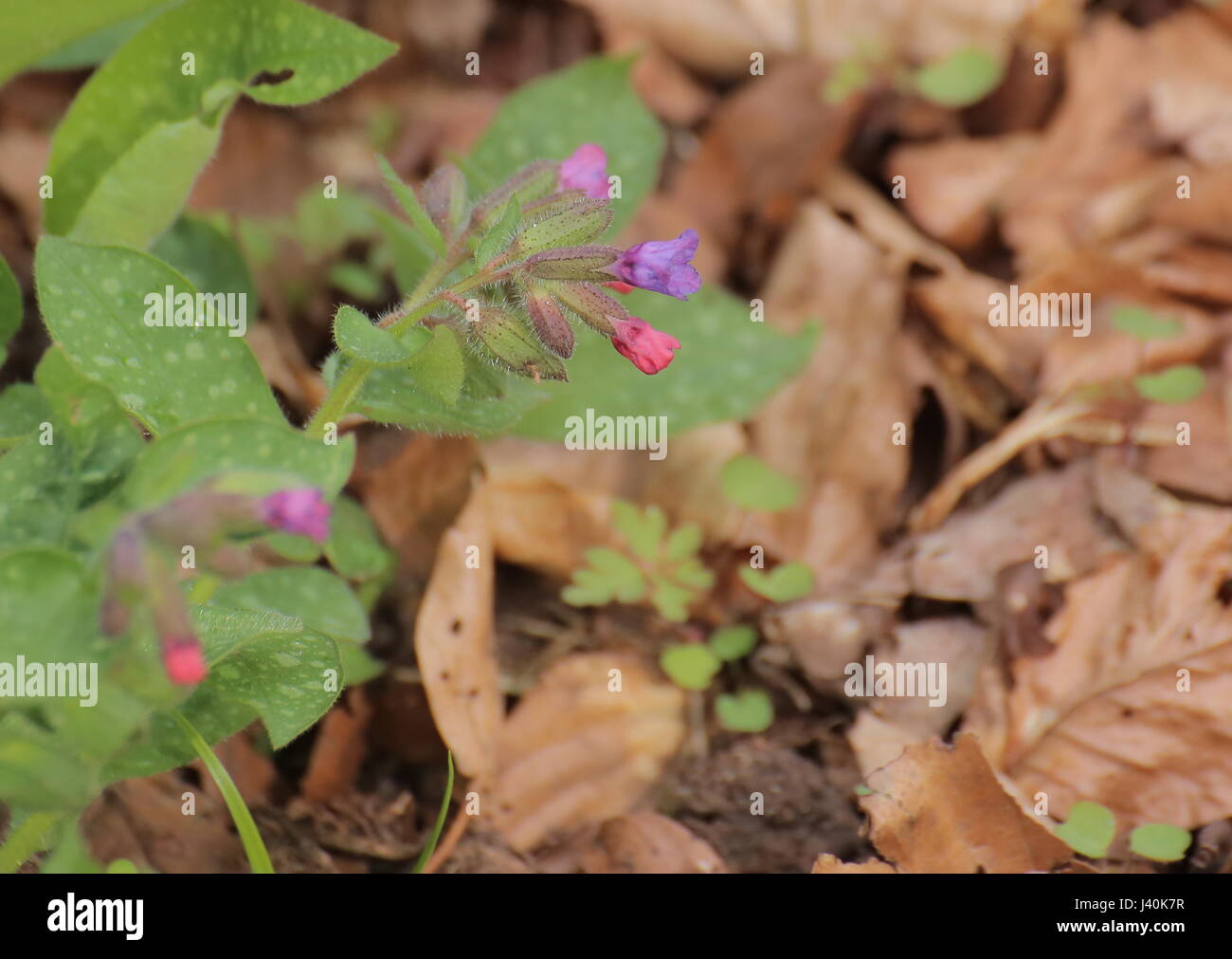 Pulmonaria officinalis (common lungwort) with some blossoms. Stock Photo