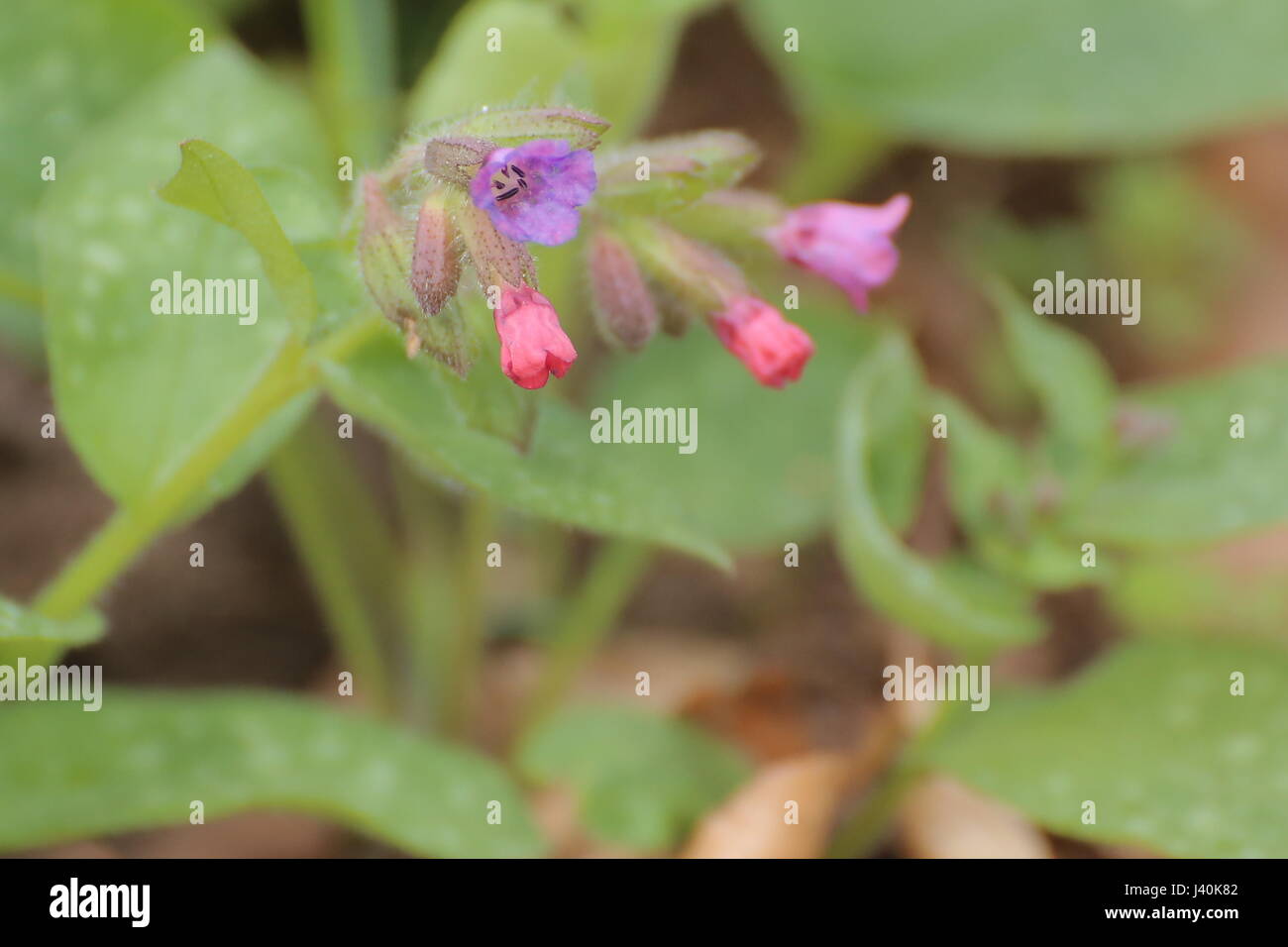 Pulmonaria officinalis (common lungwort) with some blossoms. Stock Photo