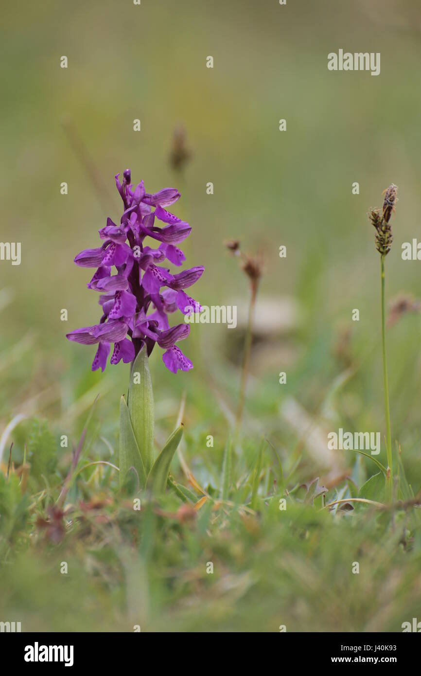 Anacamptis morio, the green-winged orchid or green-veined orchid. Stock Photo