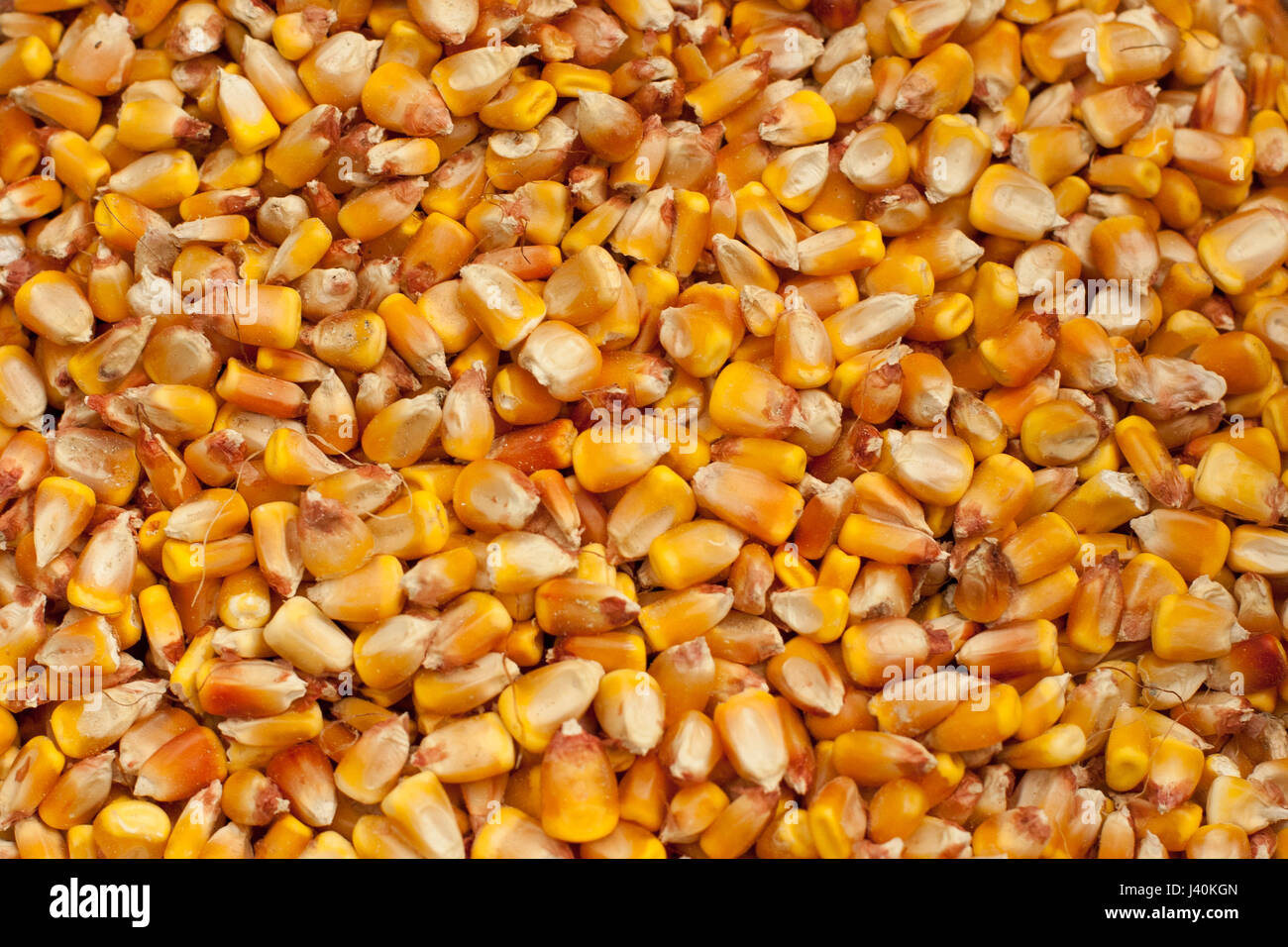 zea mais corn kernels texture Stock Photo Alamy
