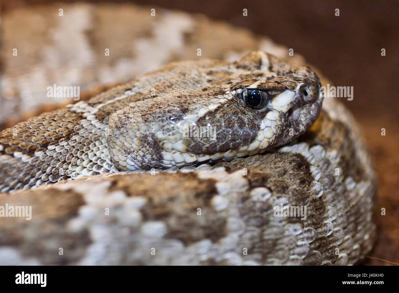nice patterned crotalus linnaeus on natural background Stock Photo