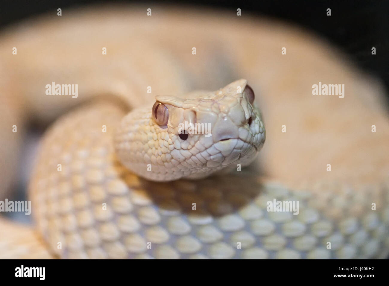 scary looking crotalus albino atrox Stock Photo - Alamy