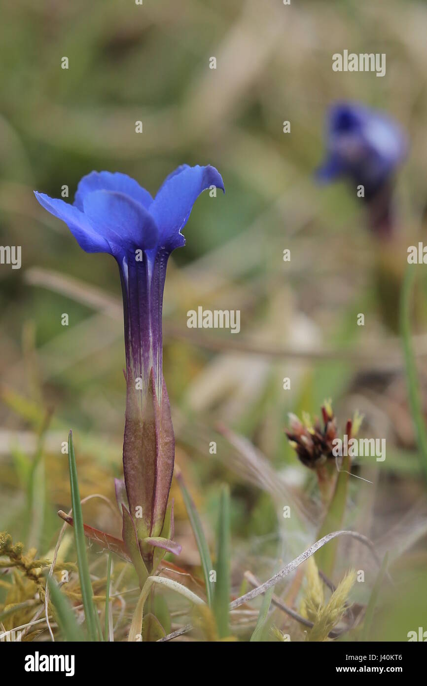 Spring gentian (Gentiana verna) blossom from the side. Stock Photo