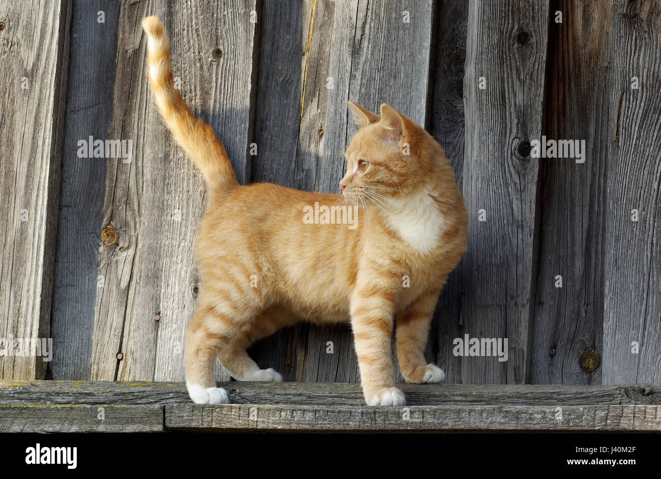 Small ginger tabby cat on wooden fence background Stock Photo - Alamy